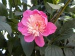 pink flower from the garden