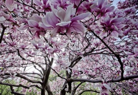 flower floats - flowers, branches, trees, pink