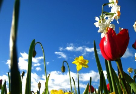 delighted GARDEN - tulip, buds, stems, clouds