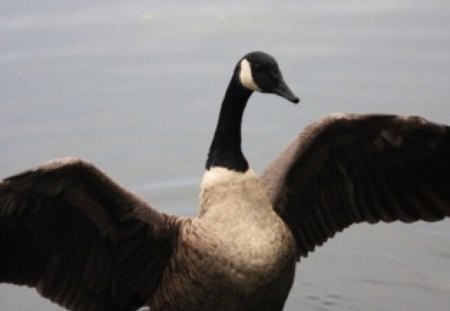 PRIDE - wings, ocean, bird