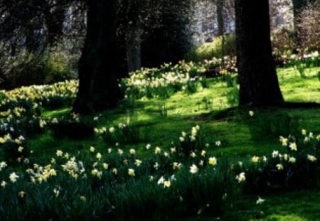 SPRING IN GLASGOW - grass, trees, white flowers