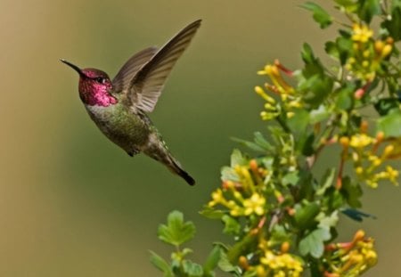 hummingbird - flowers, bird