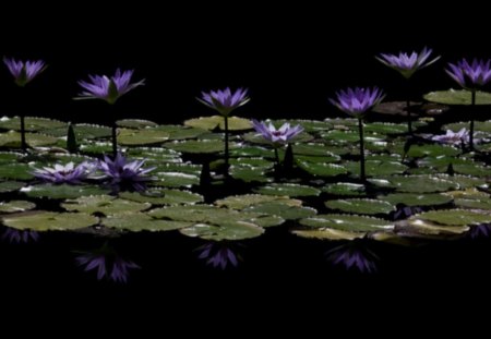 Lilly Pads - flowers, leaves, pond