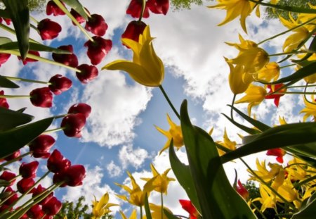 SKY GARDEN - tulips, long leaves, sky