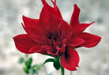 Opening red dahlia - flowers, red