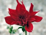 Opening red dahlia