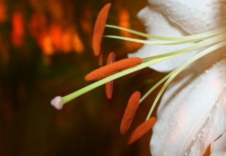 Night Flower - white, flower