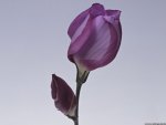 Purple tulip