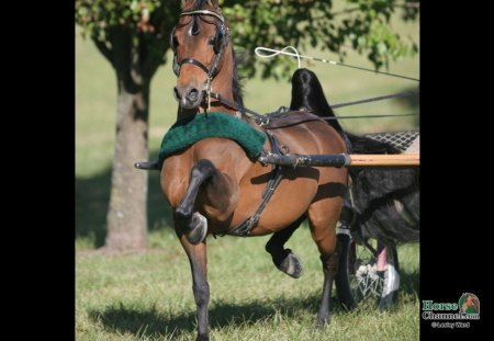 Hackney Pony - in harness, pony, animals, show