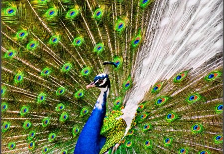 Peacock - peacock, markings, bird, animas, birds