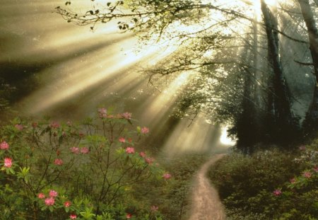 Streaming sunbeams - flowers, nature