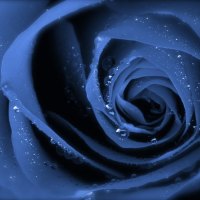 Blue Rose Upclose