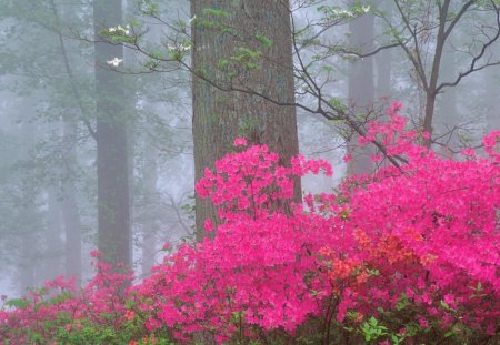 Flowers - flowers, nature