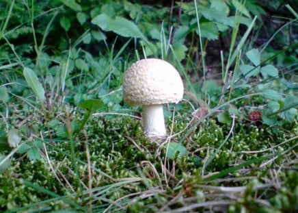 white mushroom - alone, white, mushroom