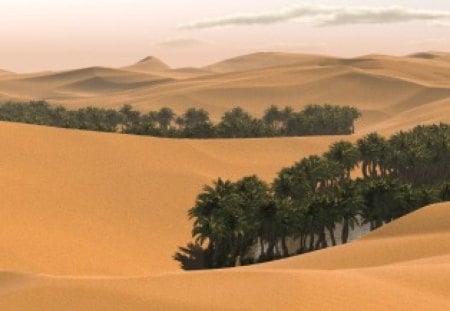 Desert - nature, oasis, landscape, desert, dust, palm