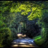 Tunnel Through the Trees