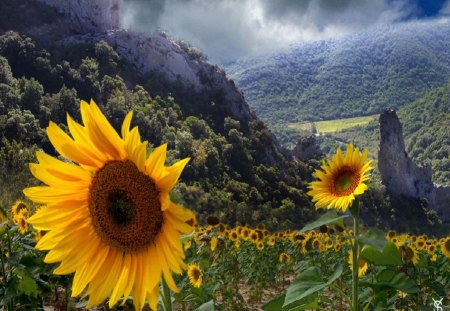 Sunflowers - sky, sunflowers, field