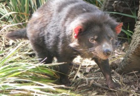 tasmanian devil - wild amimal, taz