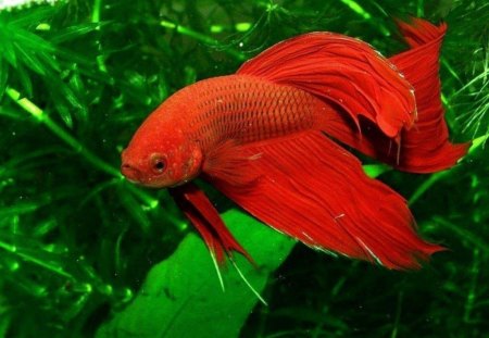 Beta - animal, fish, beta, red