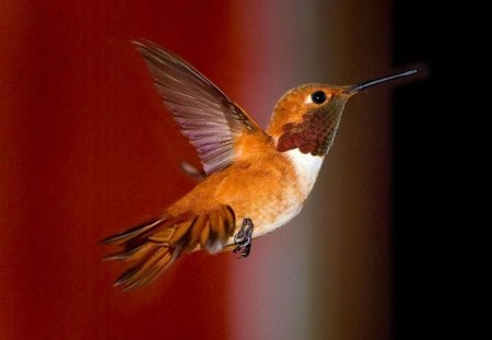 Hummingbird - animal, bird, hummingbird