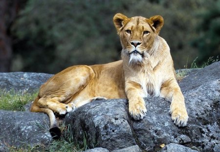 Lioness - animals, lion