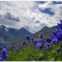 blue flowers with mountain