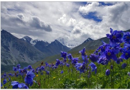 blue flowers with mountain - sky, mountain, bloom, blue, summer, flowers