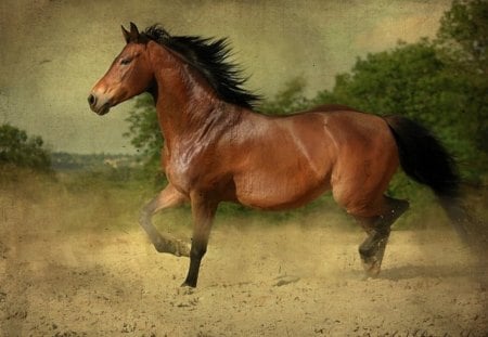 brown horse - animal, horse, brown