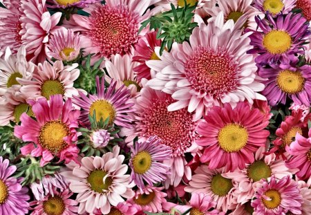 bunch of flowers - chrys, pink, flowers, chrysantenmum, violet