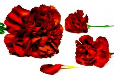 Carnations - flowers, carnations, red