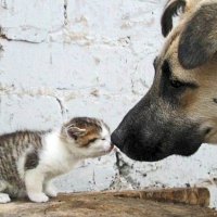 cat and dog