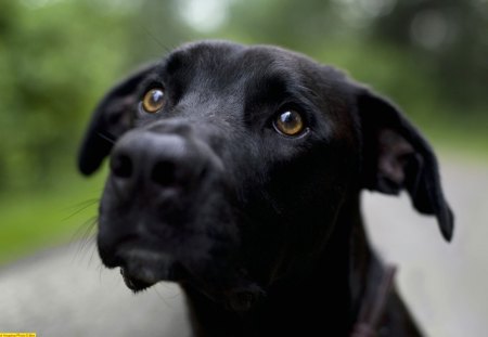 Sam the Dog - big, lab, black, freind