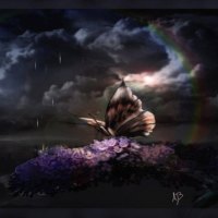 Butterfly Storm