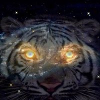 Tiger Galaxy