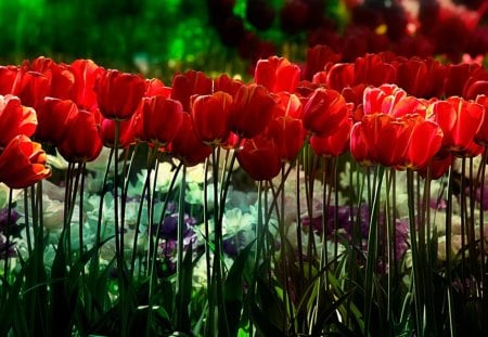 spring flowers! - beauty, nice, symphony, lovely, spring, nature, red, flowers, garden