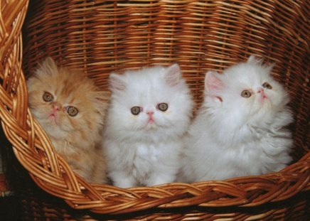 Kittens in basket - kitties, cats