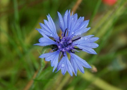 Blue flower - flowers, blue