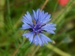 Blue flower