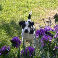 Puppy in the flowers