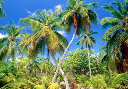 Palms - palms, nature