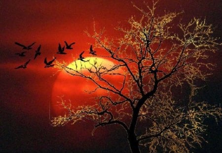 sunset - sunset, birds