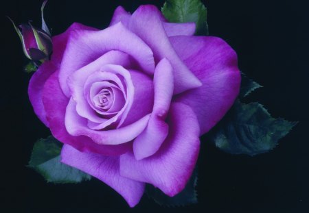 Purple rose - purple, art, summer, black, rose