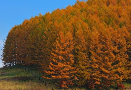 *** Autumn forest *** - sky, forest, nature, blue, autumn