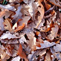 *** Dry autumn leaves ***