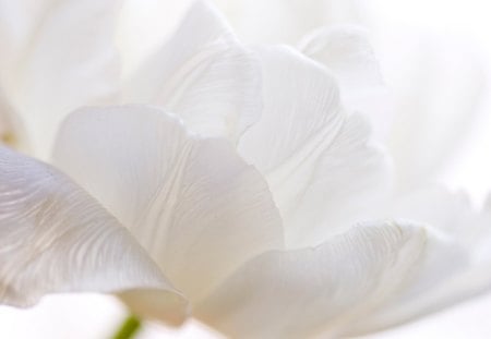 Delicate white tulip - white, close up, tulip, flower, spring