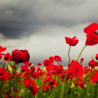 Poppy field