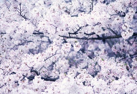 Spring blossom - april, pink, blossom, flowers, spring