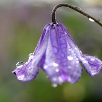 Purple Flower