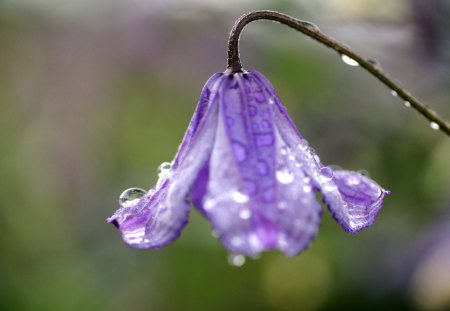 Purple Flower - nature, purple, photo, flower