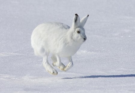 Rabbit - jump, rabbit, animal, hare, snow